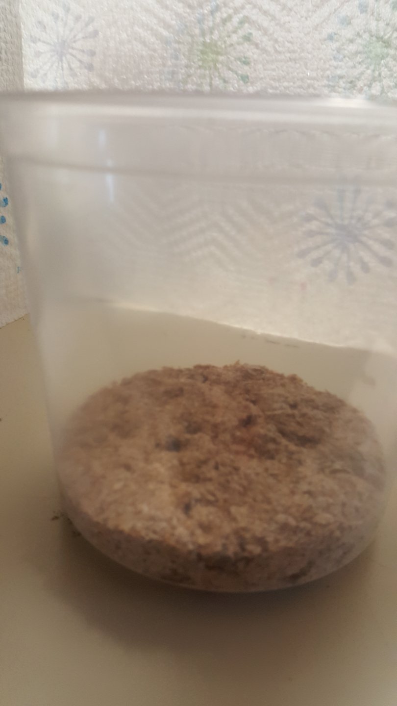 superworms2.jpg
