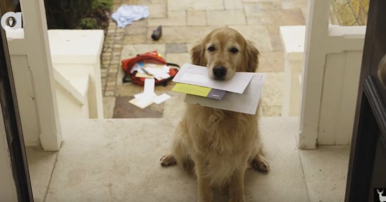 This-Is-Why-Your-Dog-Hates-The-Mailman.jpg.cf.jpg