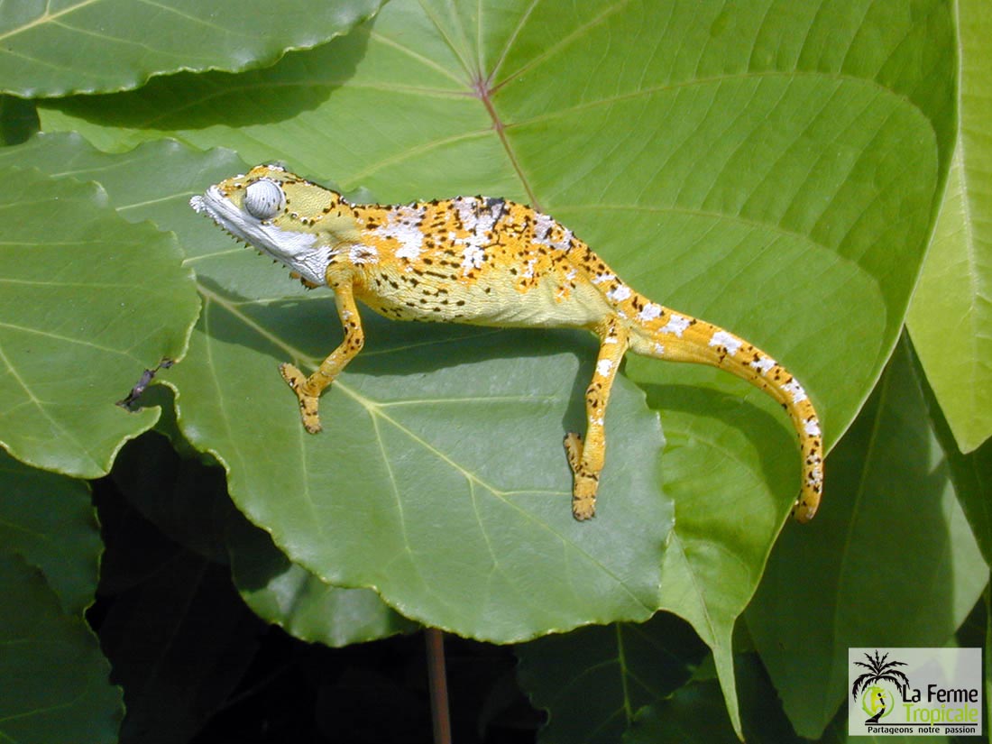 Post your dream chameleon species | Chameleon Forums