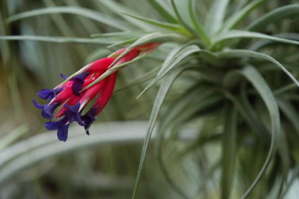 Tillandsia_aeranthos.jpg.cf.jpg