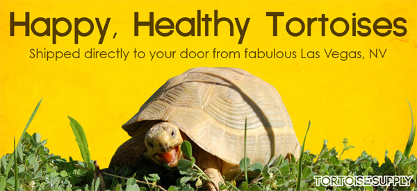 tortoise-supply1.jpg