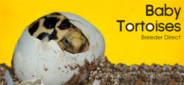 tortoise-supply2.jpg