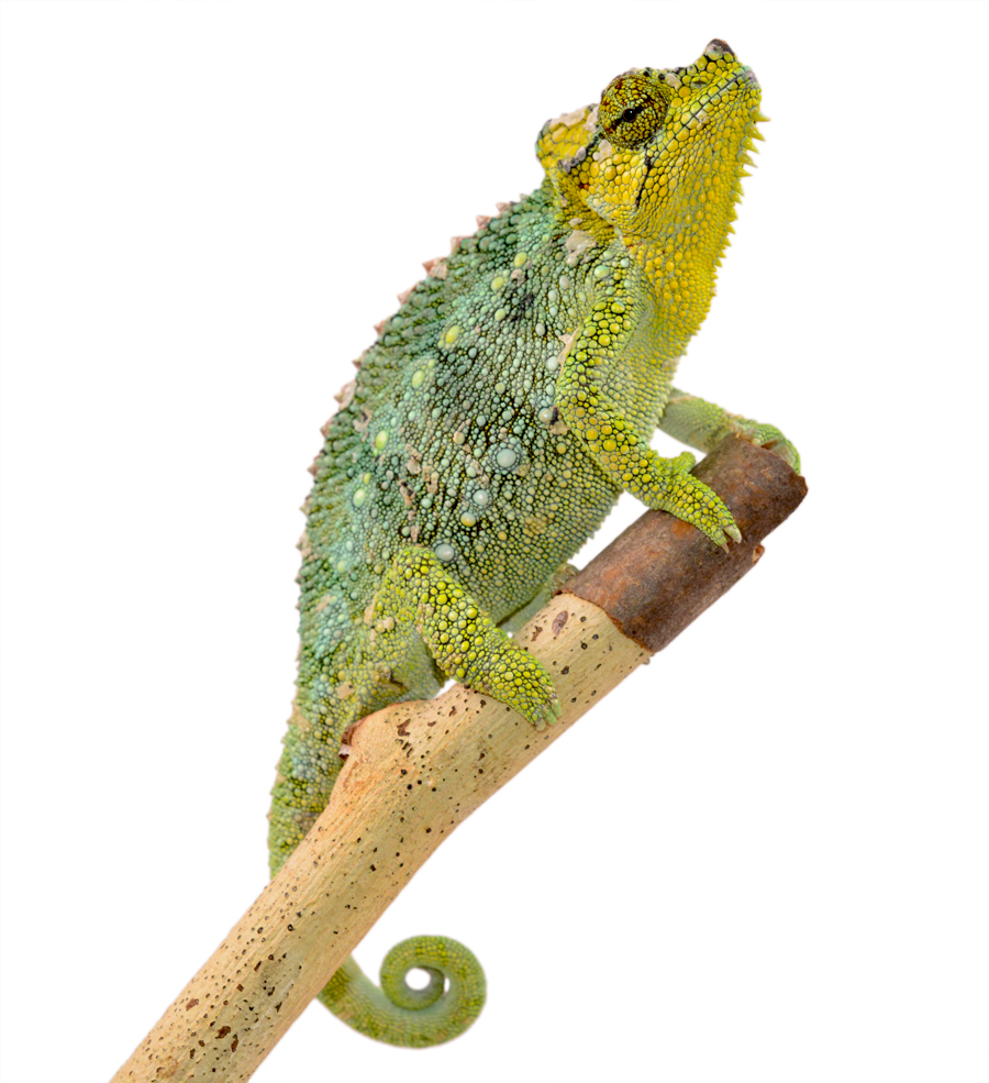 Triceros Hoehnelii Female - Canvas Chameleons (1) Small.jpg