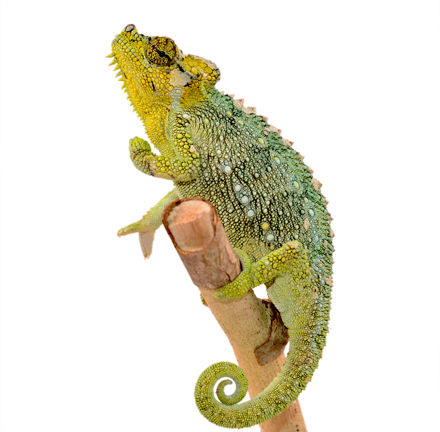 Triceros Hoehnelii Female - Canvas Chameleons (2) Small.jpg