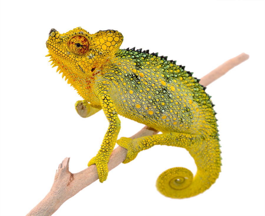 Triceros Hoehnelii Male - Canvas Chameleons (1)Small.jpg