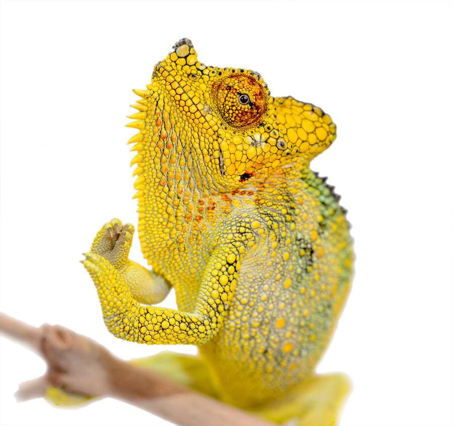 Triceros Hoehnelii Male - Canvas Chameleons (3) Small.jpg