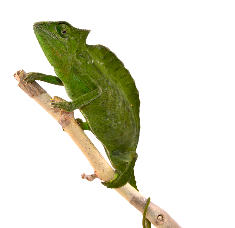Trioceros Cristatus - Crested Chameleon - Canvas Chameleons - Female (2) Small.jpg