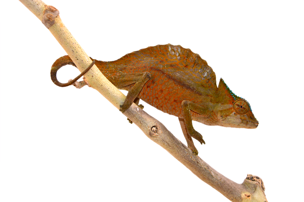 Trioceros Cristatus - Crested Chameleon - Canvas Chameleons - Male (1) Small.jpg