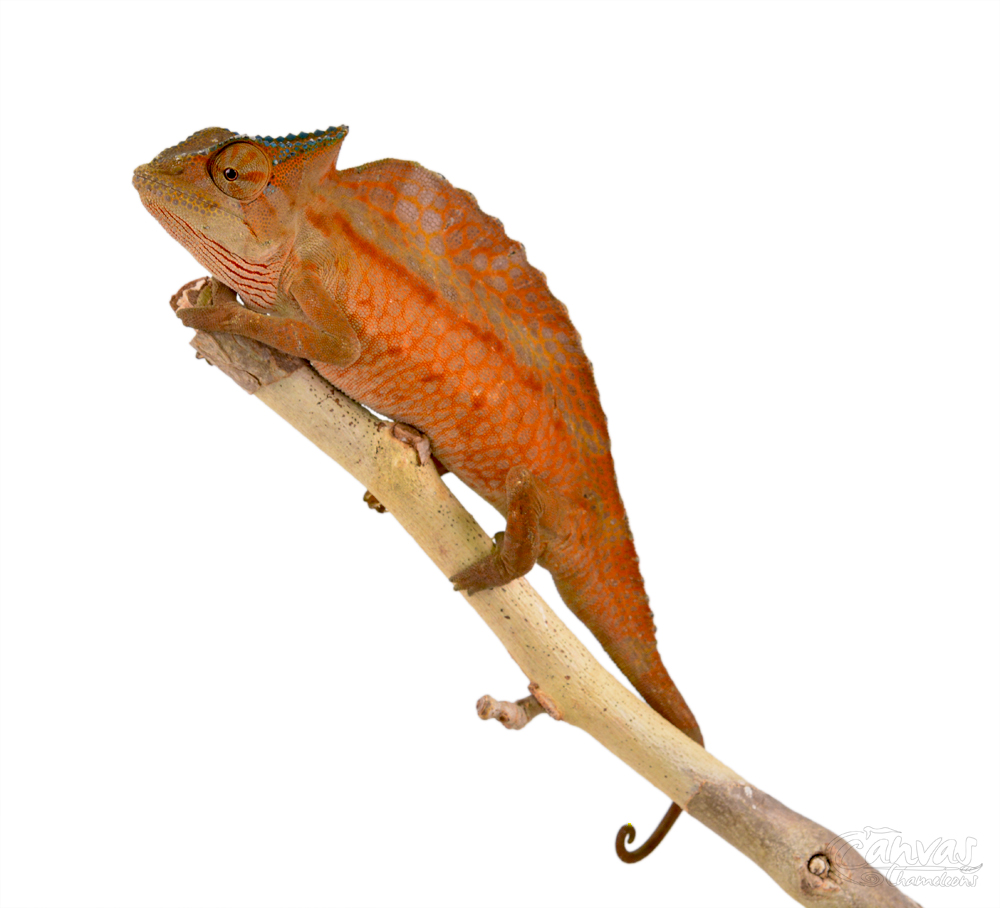 Trioceros Cristatus - Crested Chameleon - Canvas Chameleons - Male (1) w.jpg