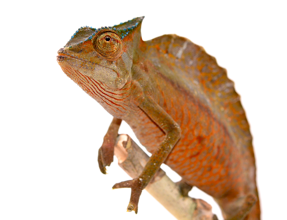 Trioceros Cristatus - Crested Chameleon - Canvas Chameleons - Male (2) Small.jpg