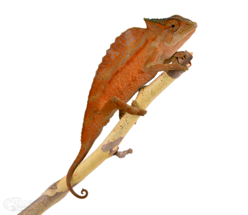 Trioceros Cristatus - Crested Chameleon - Canvas Chameleons - Male (2) w.jpg
