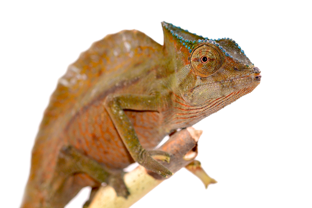 Trioceros Cristatus - Crested Chameleon - Canvas Chameleons - Male (3) Small.jpg