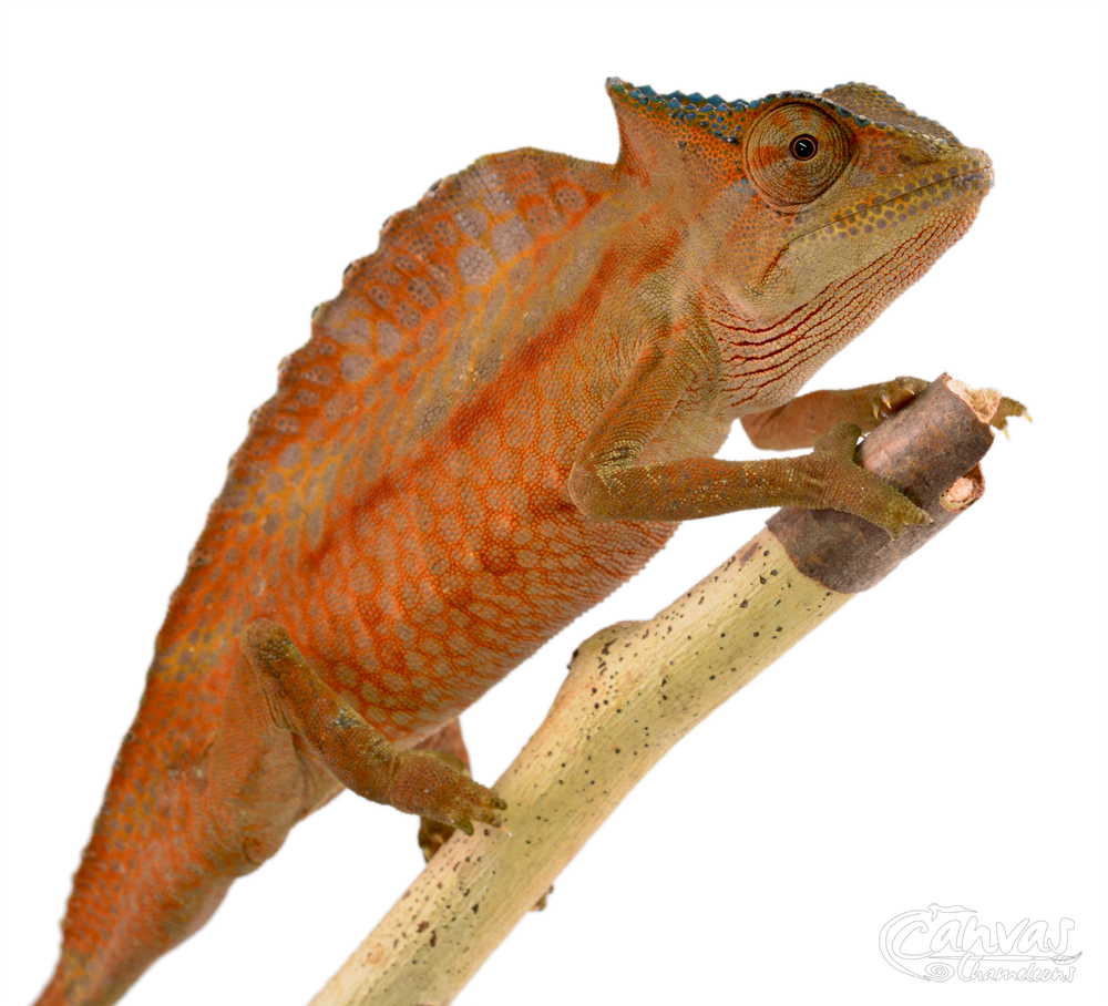Trioceros Cristatus - Crested Chameleon - Canvas Chameleons - Male (3) w.jpg