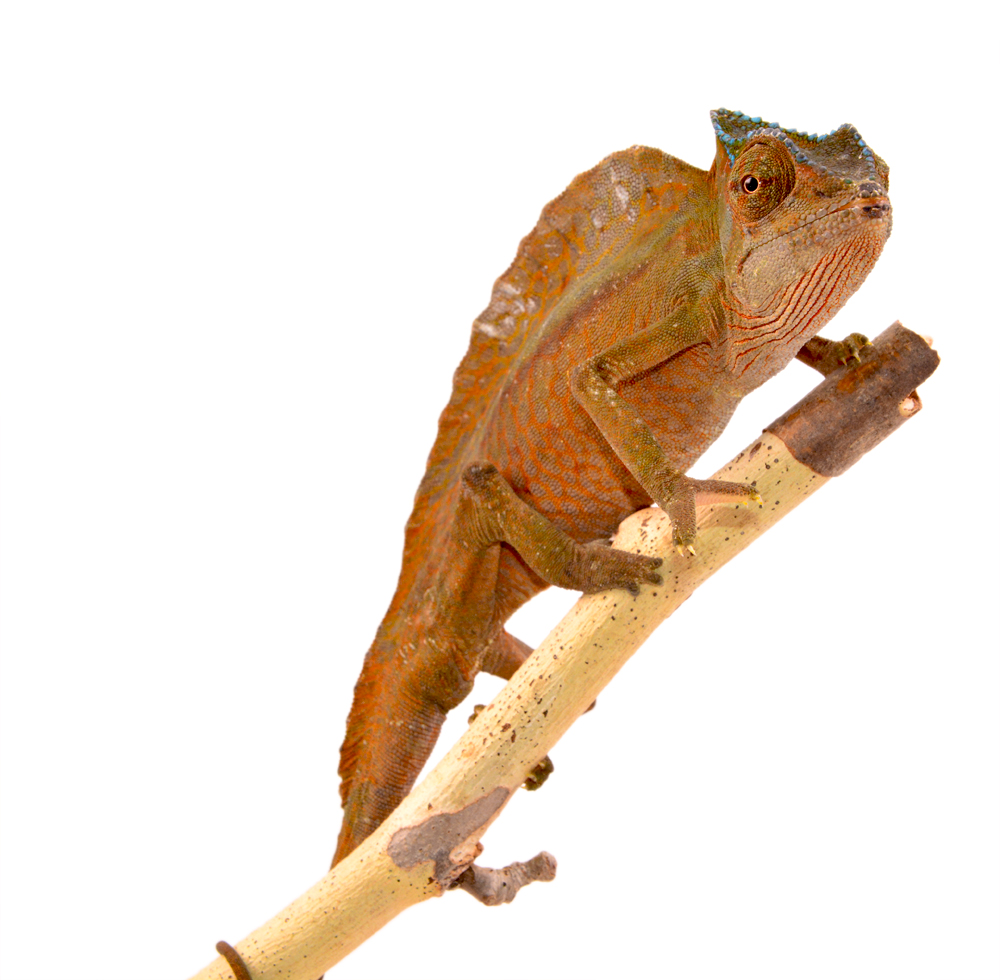 Trioceros Cristatus - Crested Chameleon - Canvas Chameleons - Male (4) Small.jpg