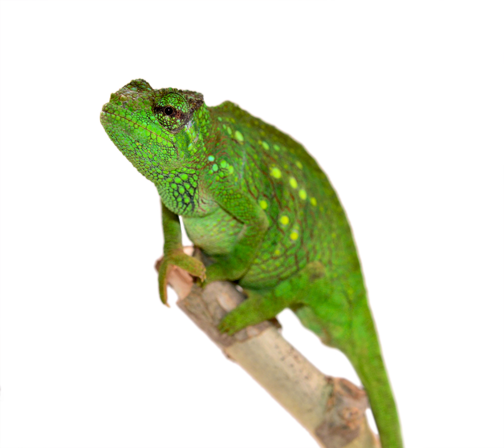 Trioceros Montium - Two Horned Chameleon - Canvas Chameleons - Female (1) Small.jpg