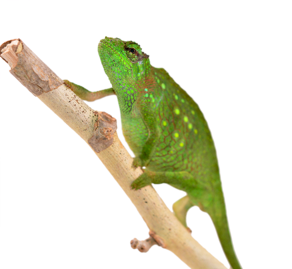 Trioceros Montium - Two Horned Chameleon - Canvas Chameleons - Female (3) Small.jpg