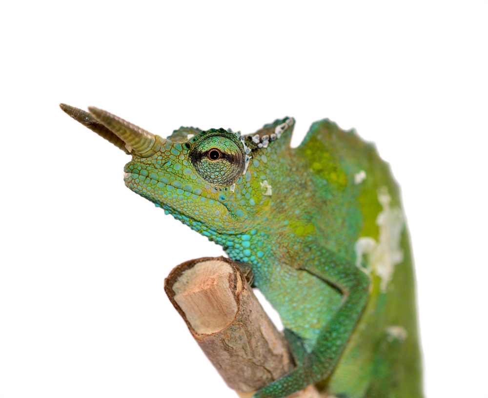 Trioceros Montium - Two Horned Chameleon - Canvas Chameleons - Male -1 (1) Small.jpg