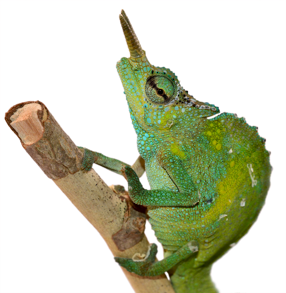 Trioceros Montium - Two Horned Chameleon - Canvas Chameleons - Male -1 (2) Small.jpg