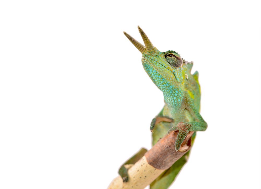 Trioceros Montium - Two Horned Chameleon - Canvas Chameleons - Male -1 (3) Small.jpg