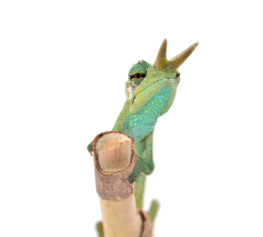 Trioceros Montium - Two Horned Chameleon - Canvas Chameleons - Male -1 (4) small.jpg