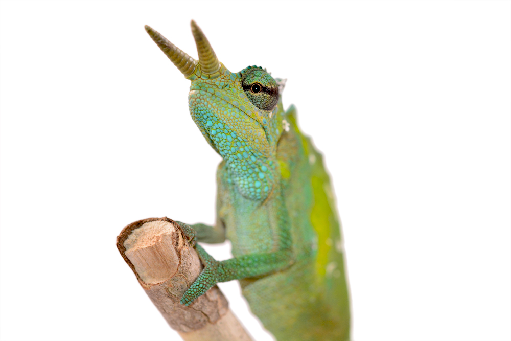 Trioceros Montium - Two Horned Chameleon - Canvas Chameleons - Male -1 (5) Small.jpg