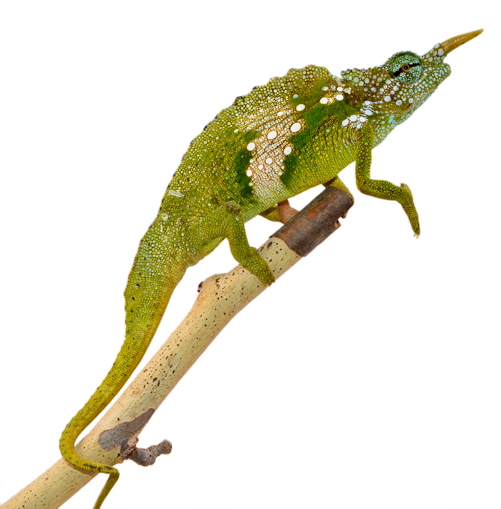 Trioceros Montium - Two Horned Chameleon - Canvas Chameleons - Male -2 (1) Small.jpg