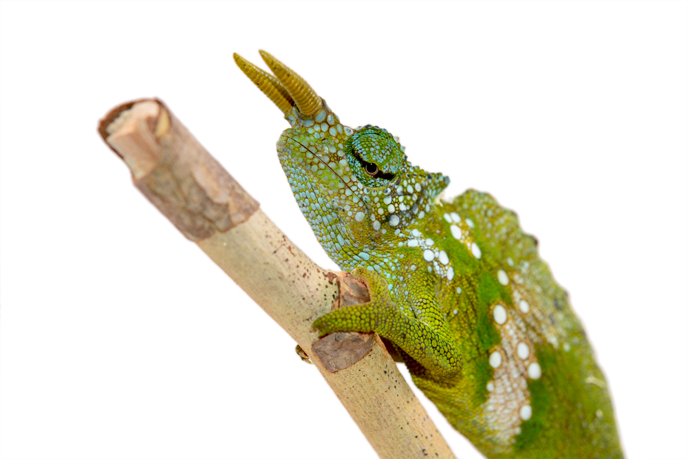 Trioceros Montium - Two Horned Chameleon - Canvas Chameleons - Male -2 (2) Small.jpg