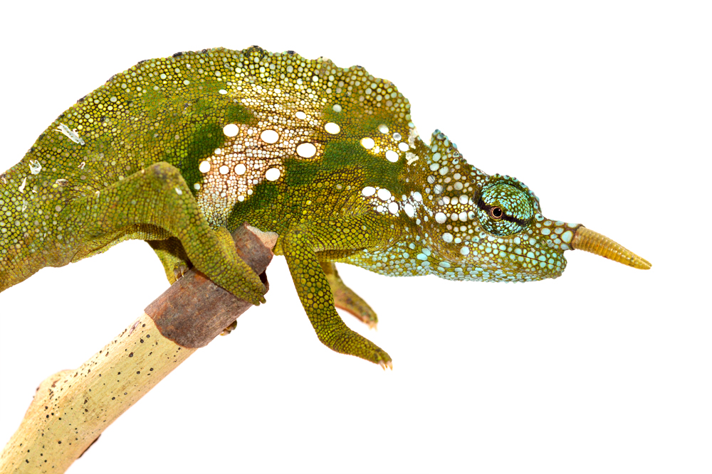 Trioceros Montium - Two Horned Chameleon - Canvas Chameleons - Male -2 (3) Small.jpg