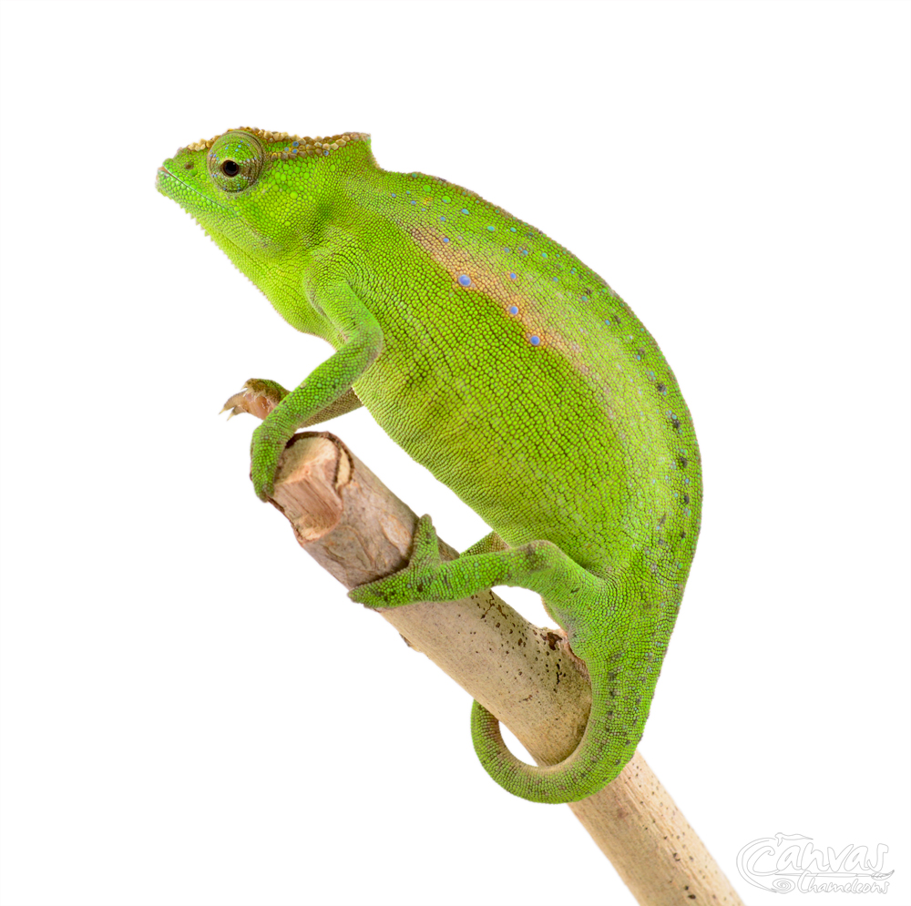 Trioceros Perreti - Petters Chameleon - Canvas Chameleons - Female (2) w.jpg