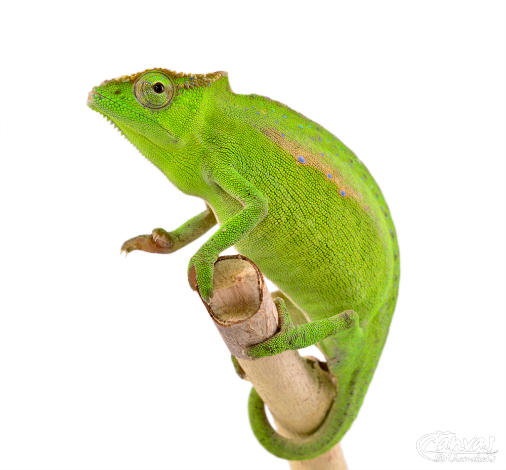 Trioceros Perreti - Petters Chameleon - Canvas Chameleons - Female (3) w.jpg