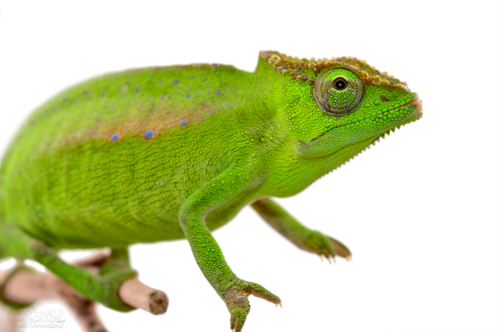 Trioceros Perreti - Petters Chameleon - Canvas Chameleons - Female (4) w.jpg