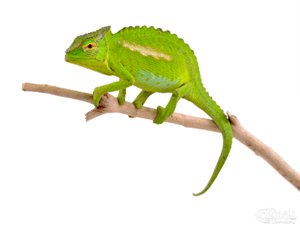 Trioceros Perreti - Petters Chameleon - Canvas Chameleons - Male (1) w.jpg