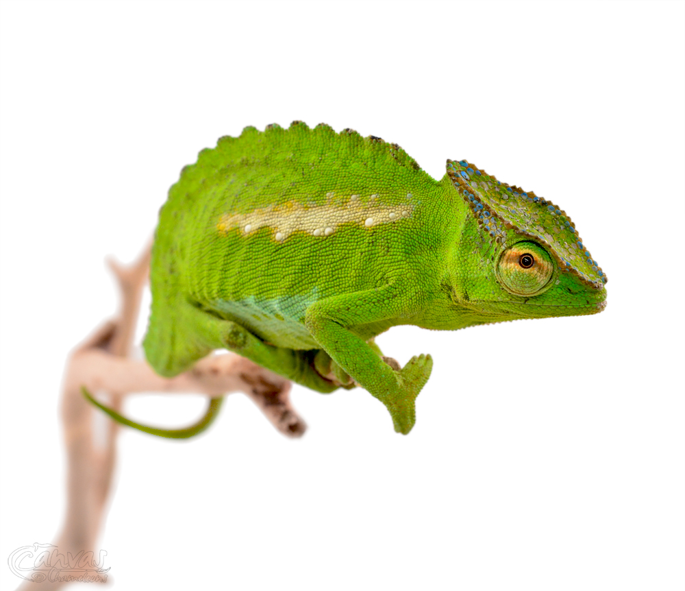 Trioceros Perreti - Petters Chameleon - Canvas Chameleons - Male (2) w.jpg