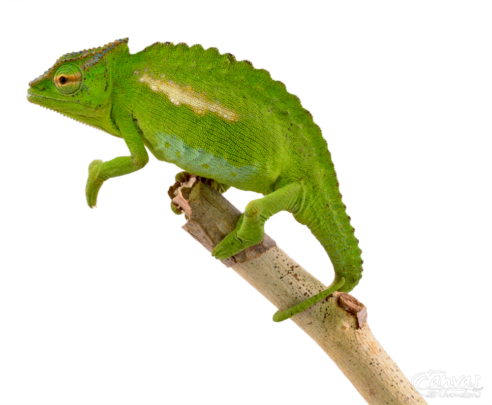 Trioceros Perreti - Petters Chameleon - Canvas Chameleons - Male (3) w.jpg