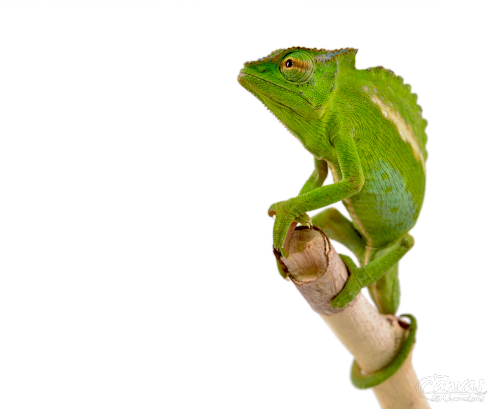 Trioceros Perreti - Petters Chameleon - Canvas Chameleons - Male (4) w.jpg