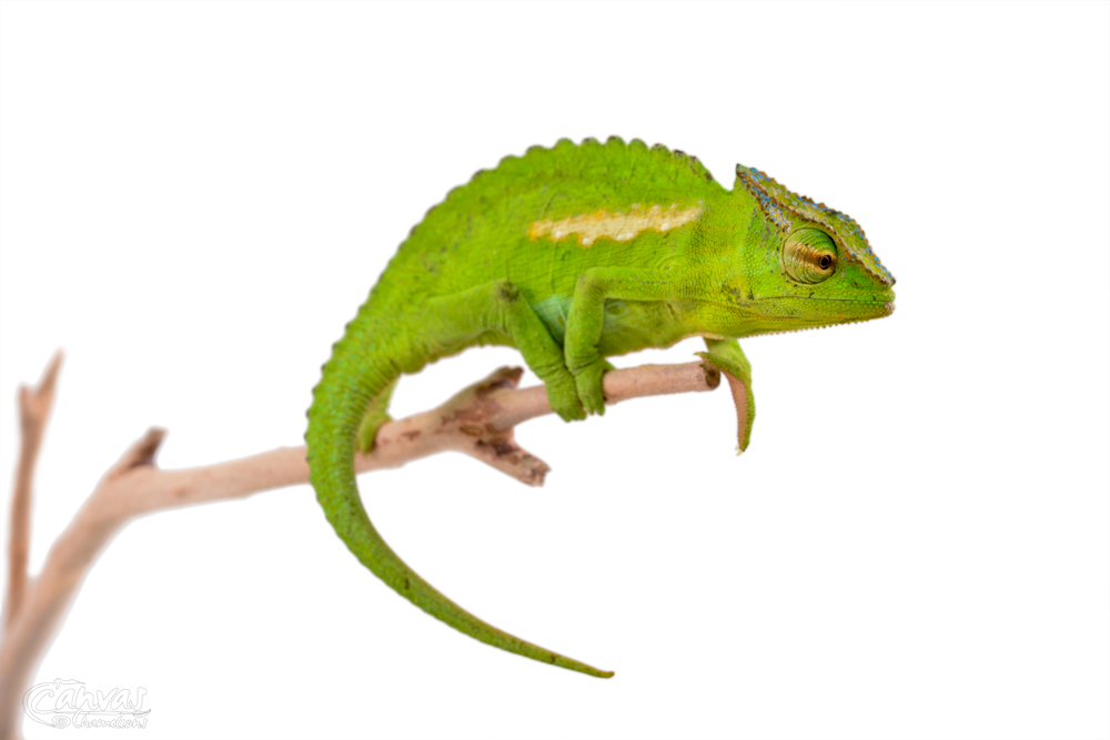 Trioceros Perreti - Petters Chameleon - Canvas Chameleons - Male (5) w.jpg