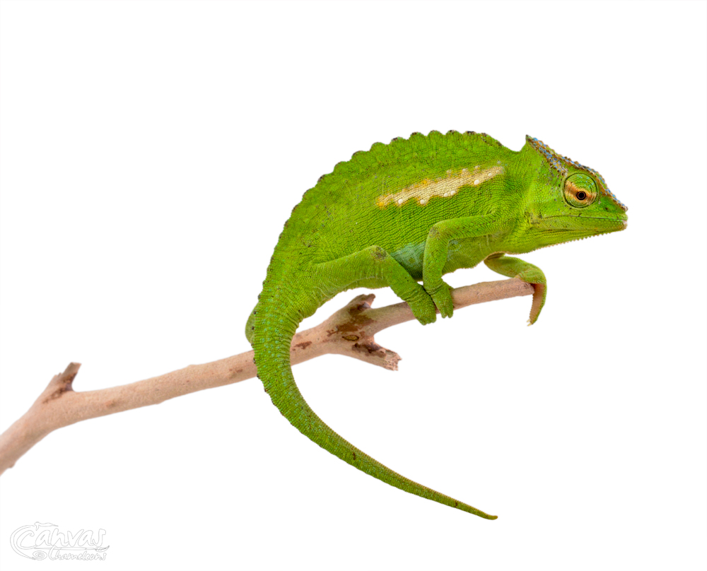 Trioceros Perreti - Petters Chameleon - Canvas Chameleons - Male (6) w.jpg