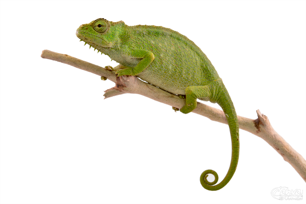 Trioceros Pfefferi - Pfeffer's Chameleon - Canvas Chameleons - Female (1) w.jpg