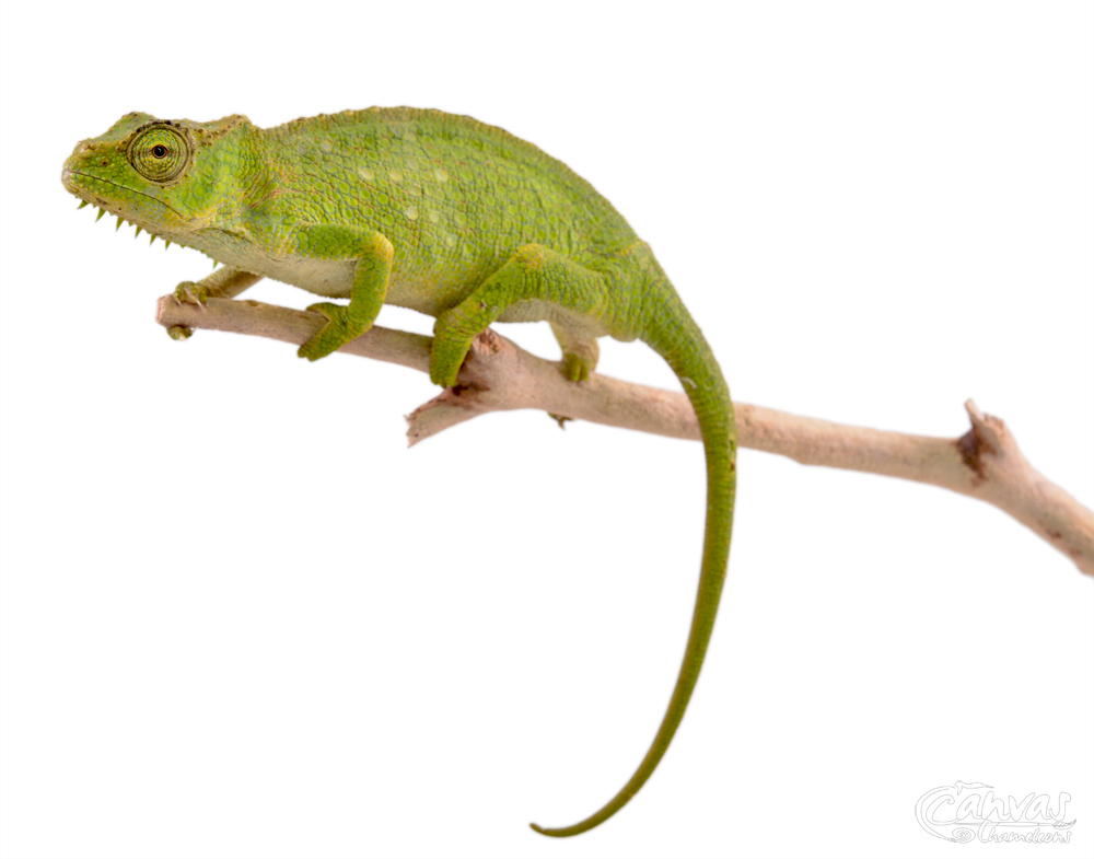 Trioceros Pfefferi - Pfeffer's Chameleon - Canvas Chameleons - Female (2) w.jpg