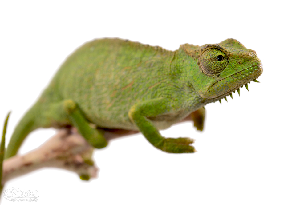 Trioceros Pfefferi - Pfeffer's Chameleon - Canvas Chameleons - Female (3) w.jpg