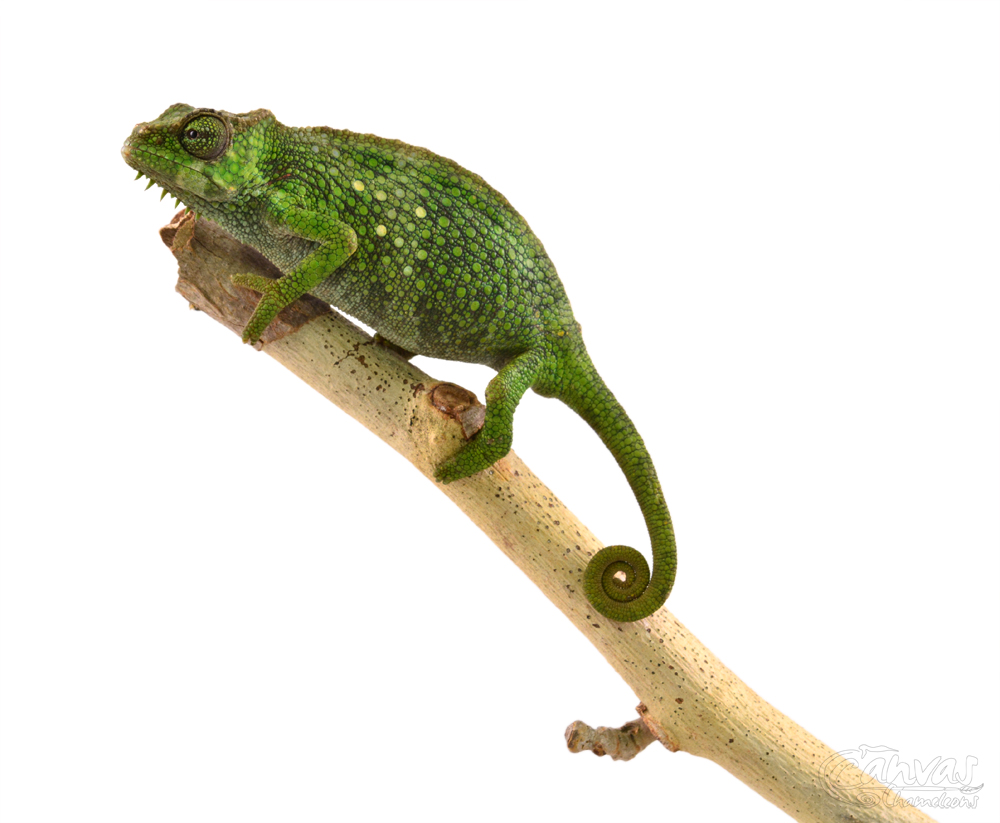 Trioceros Pfefferi - Pfeffer's Chameleon - Canvas Chameleons - Female (4) w.jpg