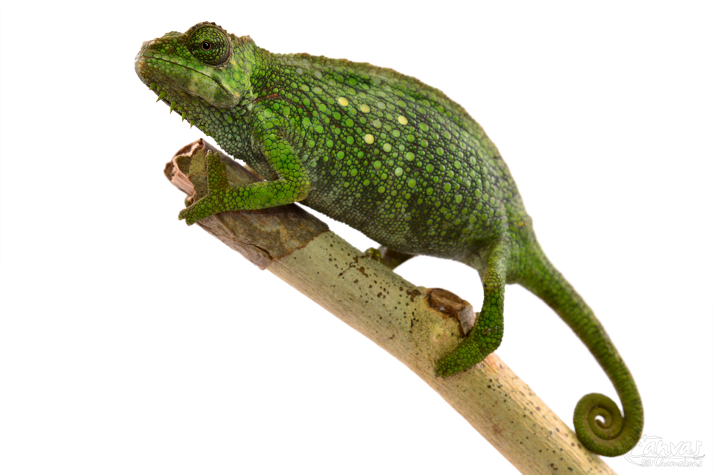 Trioceros Pfefferi - Pfeffer's Chameleon - Canvas Chameleons - Female (5) w.jpg
