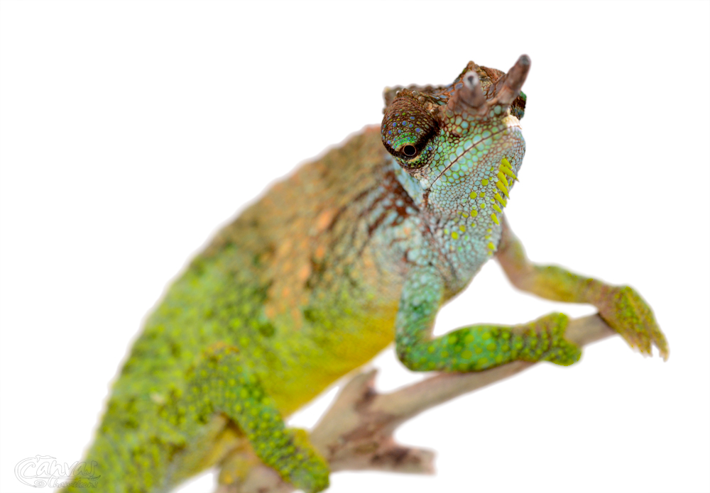 Trioceros Pfefferi - Pfeffer's Chameleon - Canvas Chameleons - Male (1) w.jpg