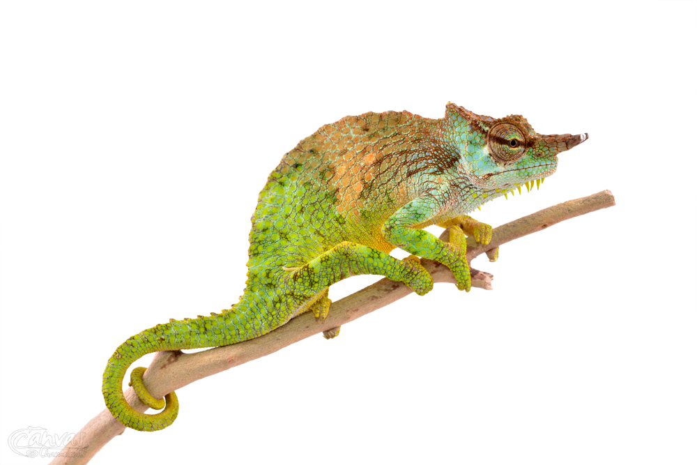 Trioceros Pfefferi - Pfeffer's Chameleon - Canvas Chameleons - Male (2) w.jpg