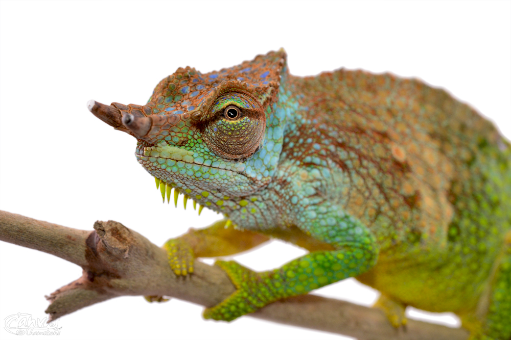Trioceros Pfefferi - Pfeffer's Chameleon - Canvas Chameleons - Male (4) w.jpg