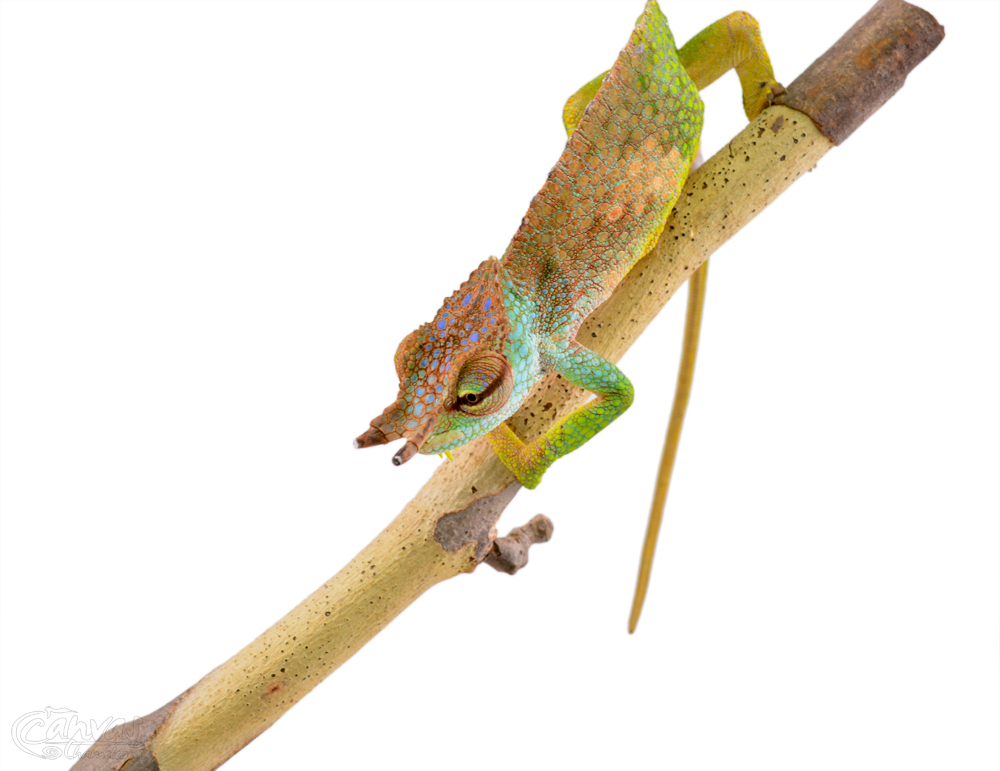 Trioceros Pfefferi - Pfeffer's Chameleon - Canvas Chameleons - Male (5) w.jpg