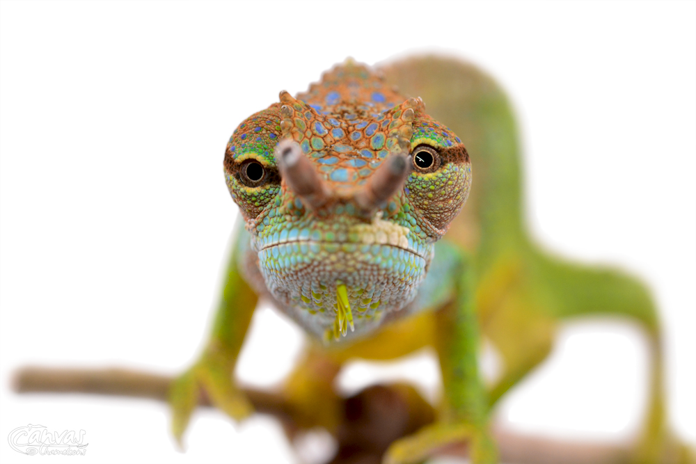 Trioceros Pfefferi - Pfeffer's Chameleon - Canvas Chameleons - Male (6) w.jpg