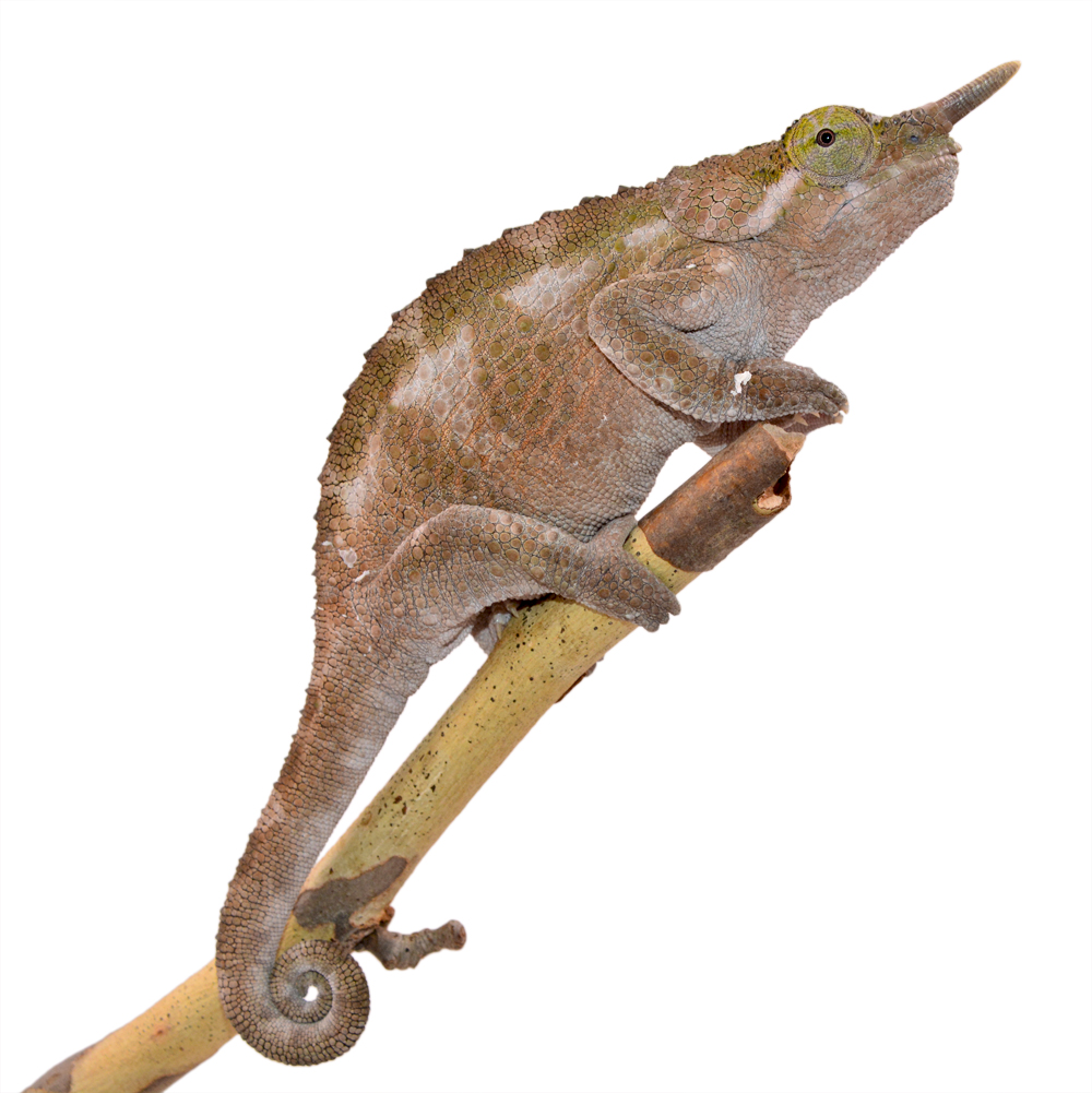 Trioceros Werneri - Werner's Chameleon - Canvas Chameleons - Female (1) Small.jpg