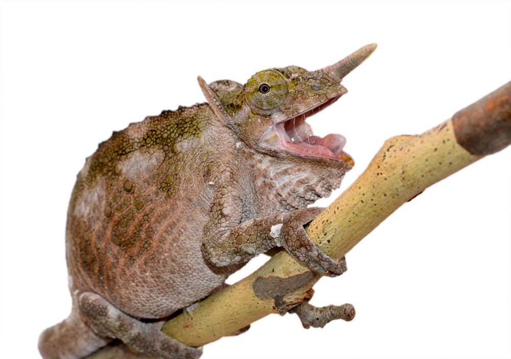 Trioceros Werneri - Werner's Chameleon - Canvas Chameleons - Female (3) Small.jpg
