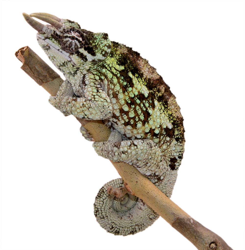 Trioceros Werneri - Werner's Chameleon - Canvas Chameleons - Male (1) Small.jpg